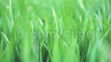 俯视，特写，绿色麦草的推拉镜头。春天与生态或农业的概念。